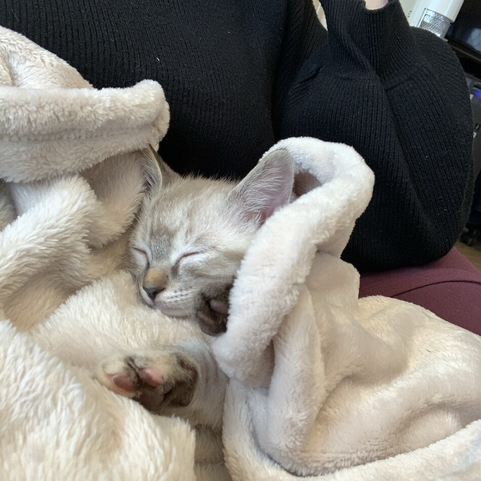 ミルのカバー写真