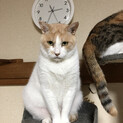 女子供にモテモテのオイラだぜ。源太だぜ♪
