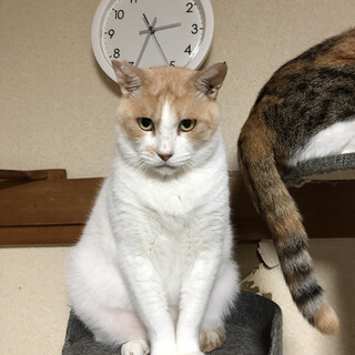 女子供にモテモテのオイラだぜ。源太だぜ♪