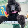 運動場でいっぱい遊んでます！　お散歩だけでは運動不足になるので、手作りのドッグランで遊ばせています