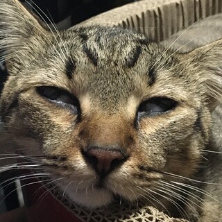 元野良猫のチビ