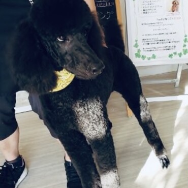 トリミングで綺麗にしてもらうのは、スタンダードプードルには必ず必要です。でも、大型犬で体高が高いスタンプー。　サロンがなかなか見つからず、大変でしたが、やっと見つけたサロンで耳掃除までしてもらって、とても助かっています。