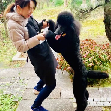 スタンダードプードルの躾は、大型犬なので必須と思い、熟練のペットシッターさんと共に取り組みました！　とても信頼出来ます