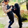 スタンダードプードルの躾は、大型犬なので必須と思い、熟練のペットシッターさんと共に取り組みました！　とても信頼出来ます