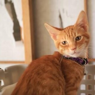 チーム嵐　J(ジェイ)※松潤担当