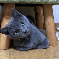 銀