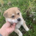 人懐こいかわいい子です♀
