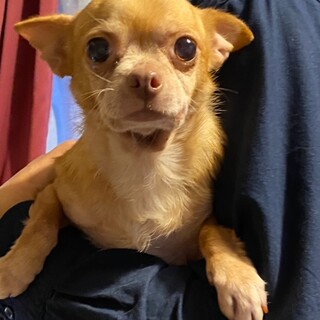 天真爛漫な甘えん坊さんです。