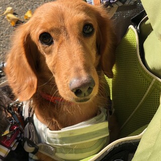 お腹なでなで大好き〜仲良くしてね！にしきちゃん