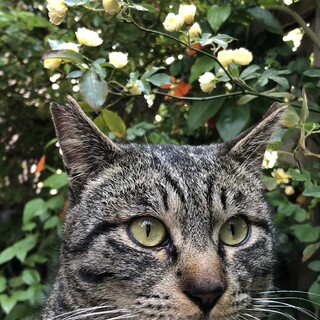 生後1年から1年半の穏やかな賢い保護猫