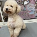 里親様決定！　ココちゃん