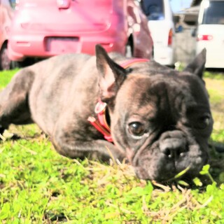 甘えたの女の子エルちゃん