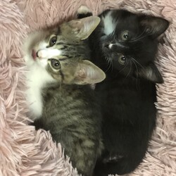 IKEA立川店12月里親会 サムネイル2