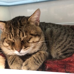 IKEA立川店12月里親会 サムネイル3