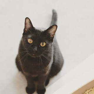 岐阜多頭崩壊現場レスキュー☆シャイボーイくまお☆