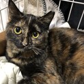 美猫サビ猫のメグちゃんです♪