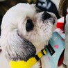 本当の家族を待ってます！愛らしい瞳のビーノちゃん サムネイル3