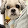 本当の家族を待ってます！愛らしい瞳のビーノちゃん サムネイル4