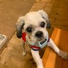 本当の家族を待ってます！愛らしい瞳のビーノちゃん サムネイル7