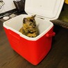 とざわ。