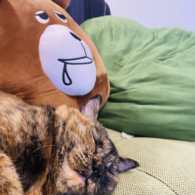 とざわ。のカバー写真