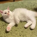 甘えん坊のふわふわ男子　つるまる君
