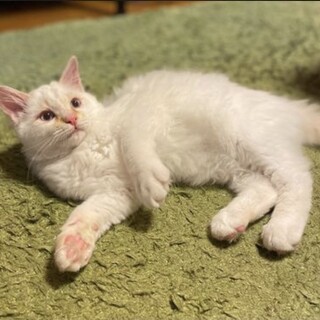 甘えん坊のふわふわ男子　つるまる君