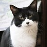 ★ジジ★白黒ハチワレ★大型★ちょっぴりビビリです！ サムネイル6