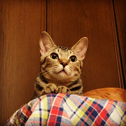 保護猫譲渡会@ネコリパストア蔵前店