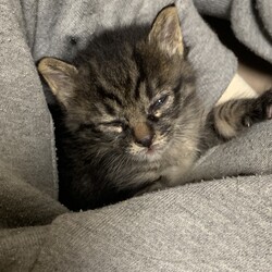 「はじめてのゴロゴロ」サムネイル2