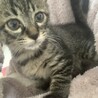 【急募】風邪を乗りこえた美猫ちゃん！ サムネイル2