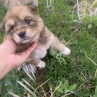 人懐こいおてんばさん♀