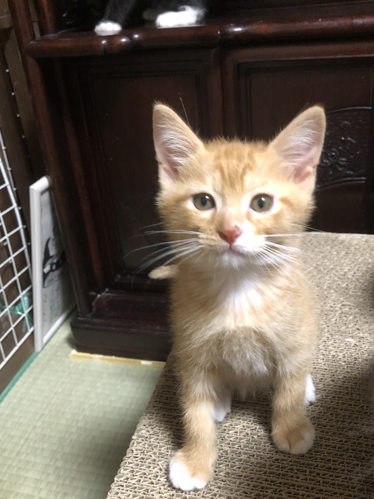 愛されにゃんこ（募集一時停止） サムネイル1