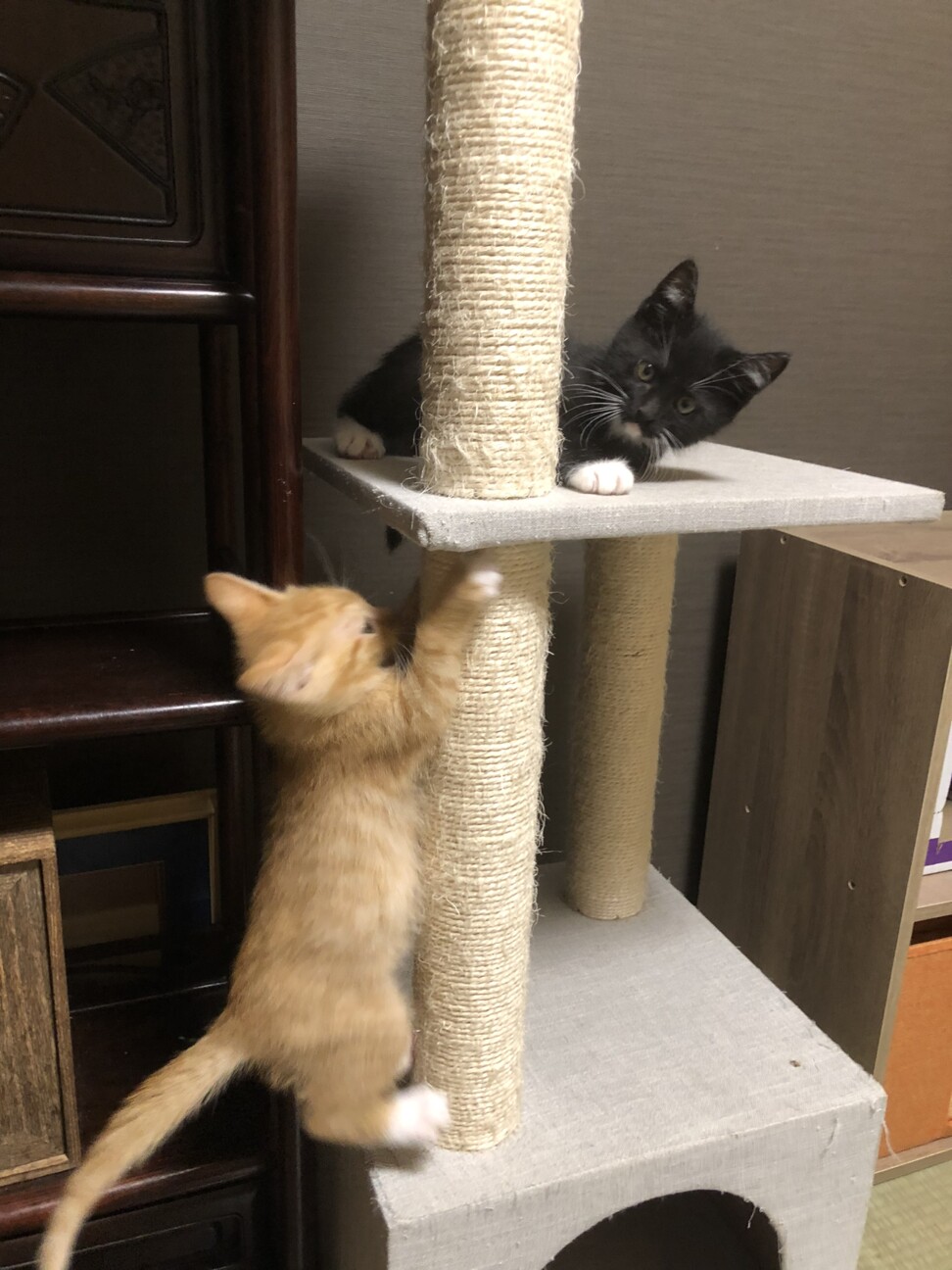 愛されにゃんこ（募集一時停止） サムネイル2