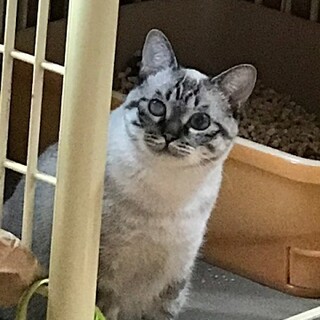 目に白濁が残っていますが怪我から復活！ちかこちゃん