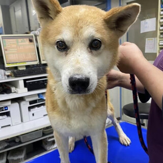 残念ながら亡くなってしまいました。