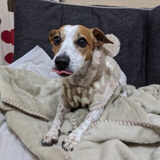 人が大好きジャックです