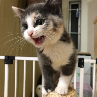 ポワポワ♡真ん丸フェイスの　わさび♀　