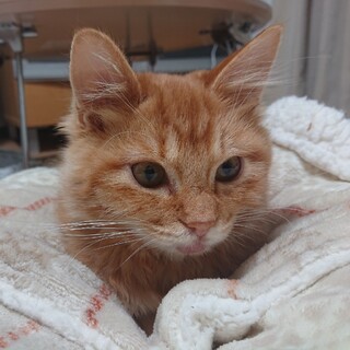 元気いっぱい！　ふわもふ茶トラの　ちまき♂