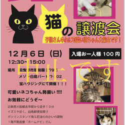猫の譲渡会