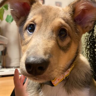 甘えん坊なシェルティMIXの男の子、生後３カ月です
