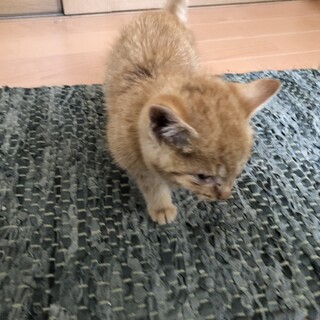 里親様決定しました