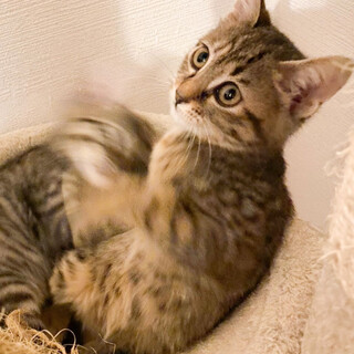 募集一時停止　茶色系キュートなキジトラ女子