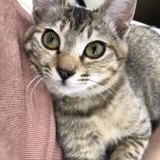 甘えたい♪キジトラ女の子、お留守番できます！