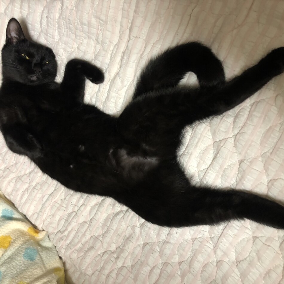ノアのカバー写真