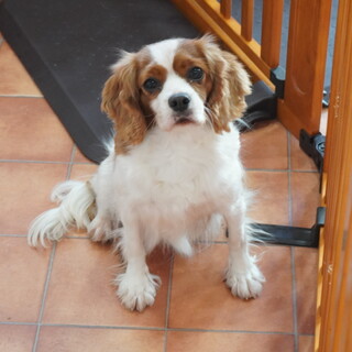 里親様決定！　リアちゃん