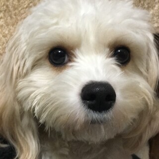 ビションフリーゼとキャバリアの元気な女の子♬.*ﾟ