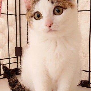 ぽにょぽにょ子猫のクシェルちゃん