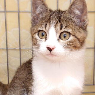 控えめ男子なレベリオ君