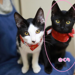 人間大好き！黒猫ちゃん！